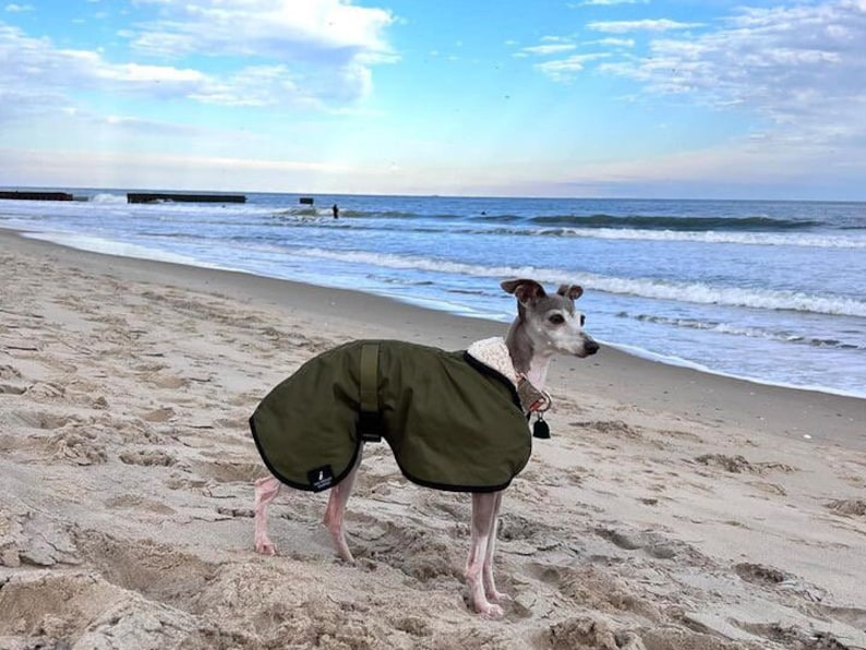 Manteau imperméable vert olive doublé en polaire Whippet Greyhound, avec sangle réglable assortie à clip Lurcher/Lévrier italien/Lévrier image 4