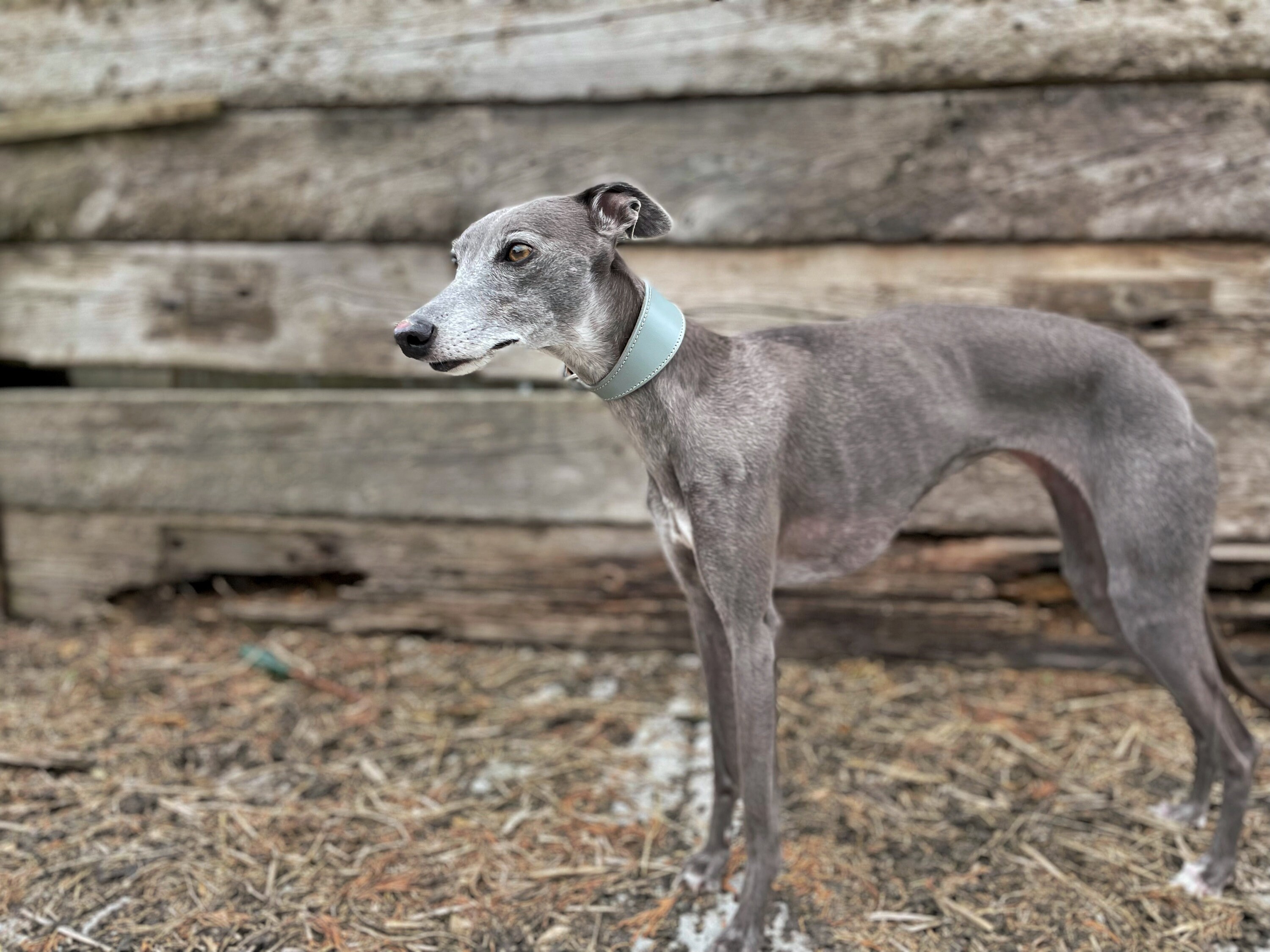 Why Do Lurchers Have Thick Collars