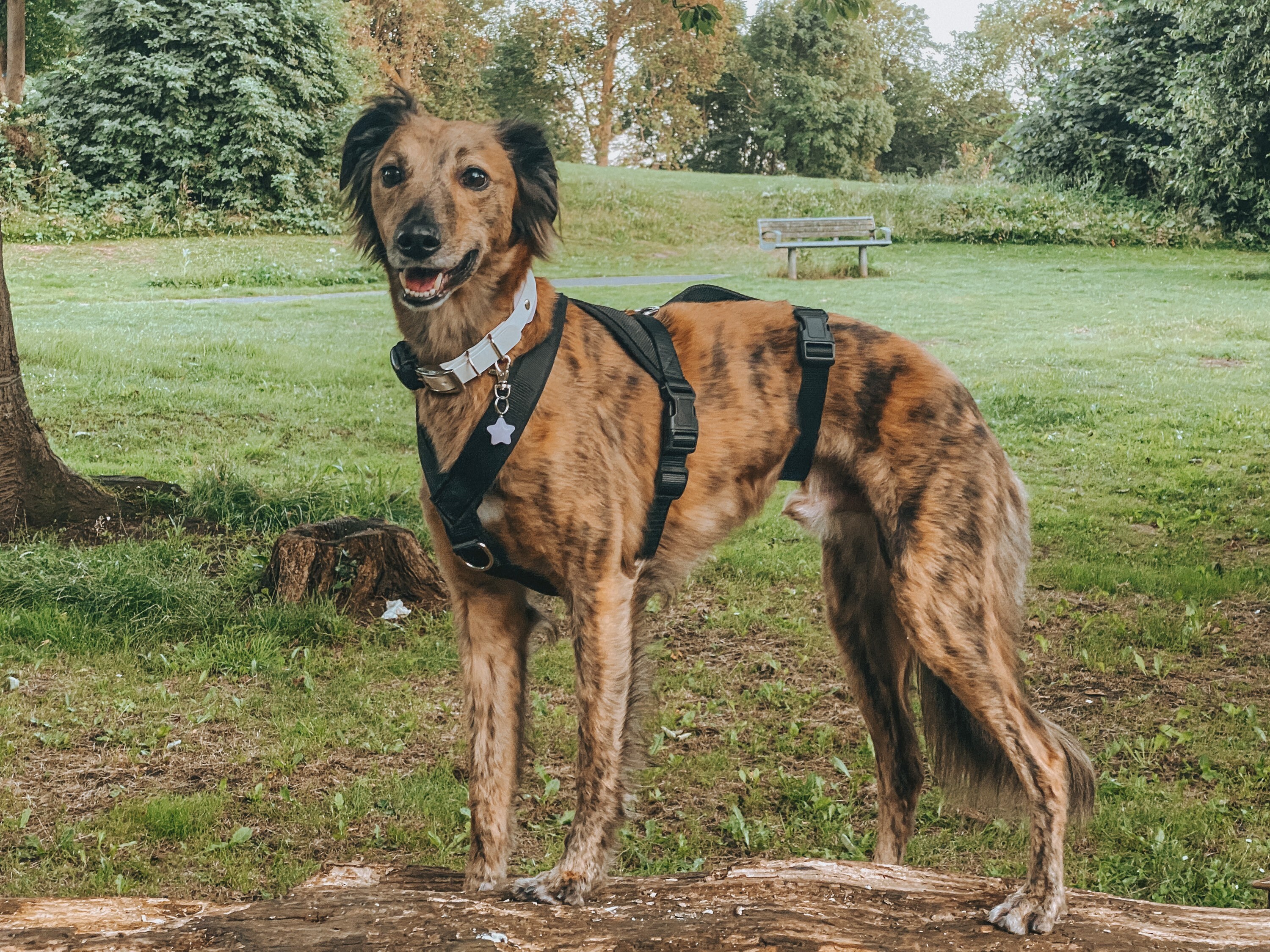 lurcher harness