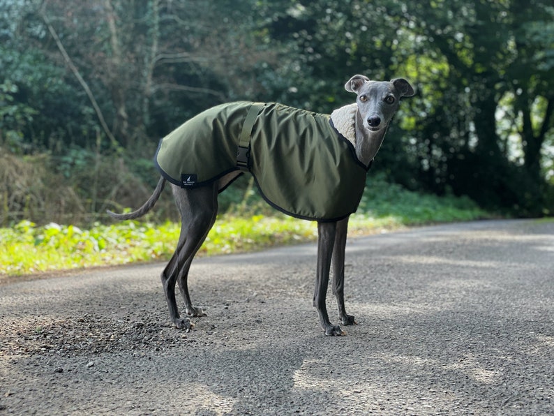 Manteau imperméable vert olive doublé en polaire Whippet Greyhound, avec sangle réglable assortie à clip Lurcher/Lévrier italien/Lévrier image 1