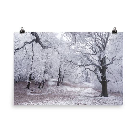 Photo Poster Print Art * All Sizes AE027 SNOWY FOREST WINTER NATURE POSTER 