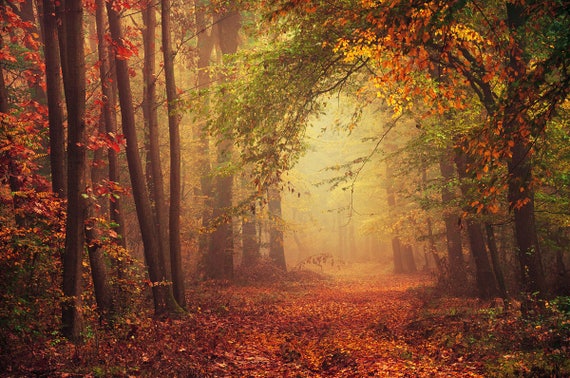Wall Art Print Autumn Forest Photo Poster Colorful Nature Etsy Wall Art Print Autumn Forest Photo Poster Colorful Nature Etsy