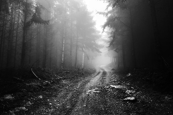 TREES LIGHT FOG BLACK WHITE PHOTO Poster Picture Canvas art Prints