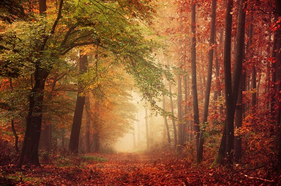 brugt svær at tilfredsstille undersøgelse Autumn Forest Large Framed Print Nature Photography | Etsy UK