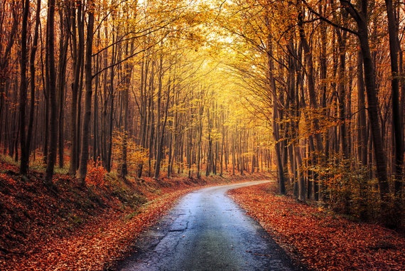 Autumn Forest Road Nature Photography Fall Tree Photo Etsy