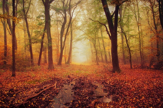 Autumn Forest Scene Framed Prints Nature Photography Large Etsy