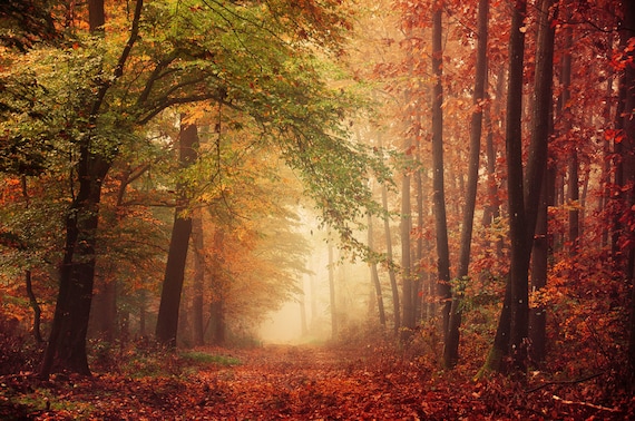 Autumn Forest Poster Fall Forest Print Landscape Wall Art Etsy