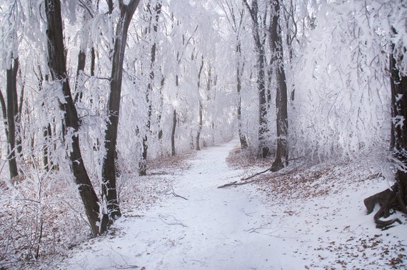 Snowy Forest Winter Landscape Unframed Poster Print Nature Etsy Snowy Forest Winter Landscape Unframed Poster Print Nature Etsy