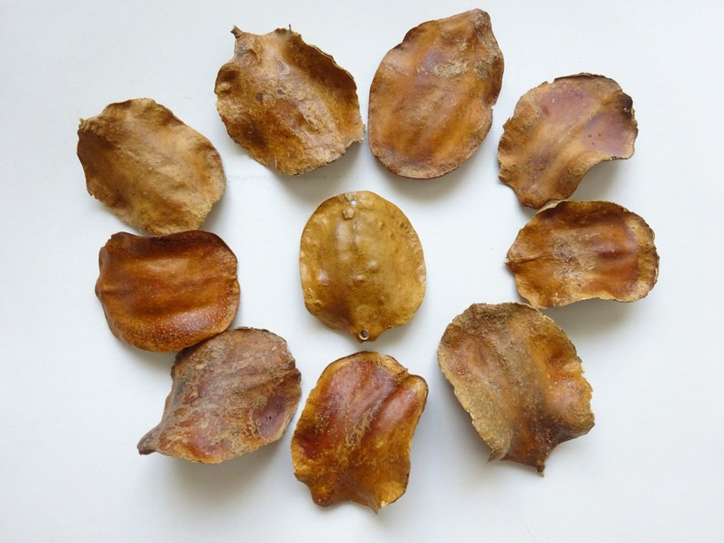 Well Chosen Jacaranda Seed Pods Botanical Dried Seeds Rustic Etsy