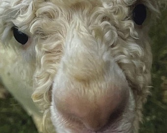 Tarjeta de felicitación de Suri Alpaca, Sparky, animal de granja, para cualquier ocasión
