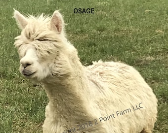 Suri Alpaca Greeting Card: Running Animal Photo