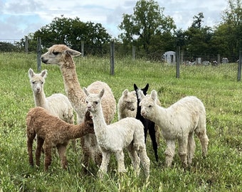Tarjeta de felicitación de Suri Alpaca: Tarjeta con foto de animal de granja