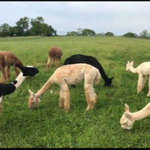 Natural Alpaca Bird Nesting Fiber: Bird Lover Gift, Garden Mulch (7oz) image 12
