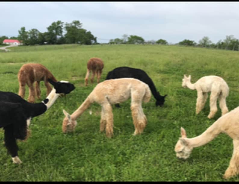 Natural Alpaca Bird Nesting Fiber: Bird Lover Gift, Garden Mulch (7oz) image 12