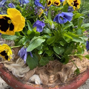 May include: A terracotta pot filled with a variety of yellow and blue pansies. The pot is decorated with a brown and white fiber material.
