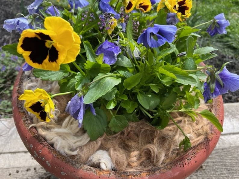 May include: A terracotta pot filled with a variety of yellow and blue pansies. The pot is decorated with a brown and white fiber material.