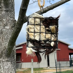May include: A black wire cage feeder filled with white and brown wool for birds. The feeder is hanging from a tree branch with a rope.