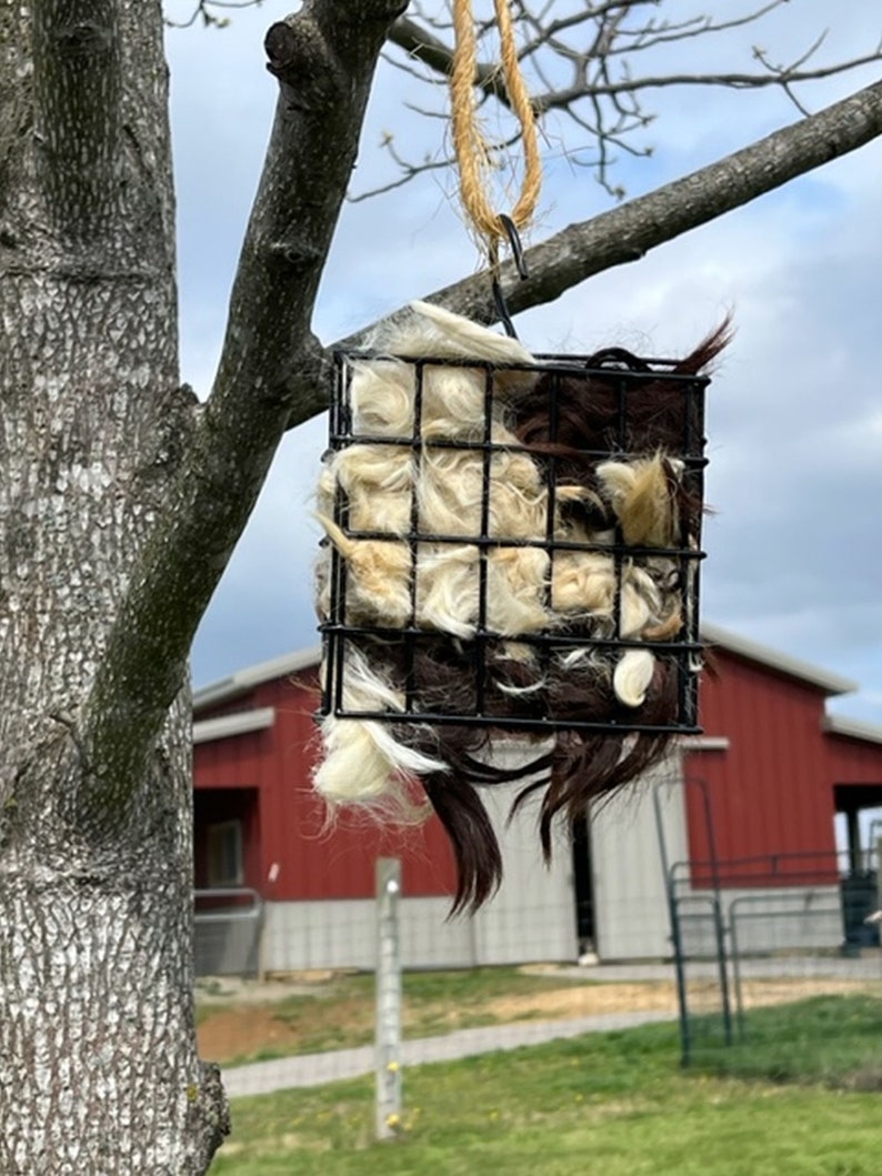 May include: A black wire cage feeder filled with white and brown wool for birds. The feeder is hanging from a tree branch with a rope.
