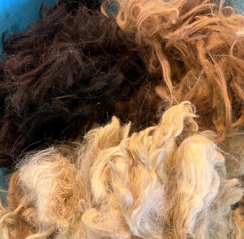 May include: A close-up of a pile of different colored animal fibers. The fibers are a mix of brown, light brown, and white.