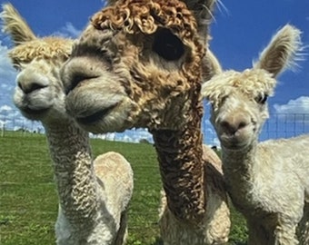 Tarjeta de felicitación de alpaca: Foto de tres niños Suri, tarjeta en blanco para cualquier ocasión