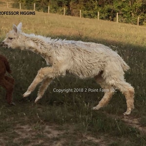 Alpaca Greeting Cards, Higgins, Suri Alpaca Birthday or All Occasion Card, Farm Animal Blank Card