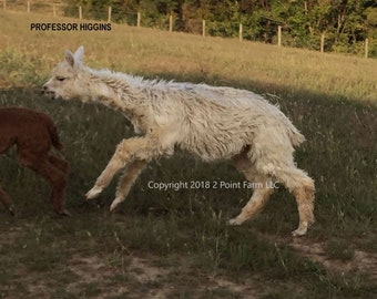 Suri Alpaca Greeting Card: "Professor Higgins" Farm Animal Photo