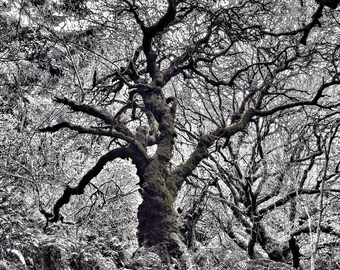 Wunderland - Fotodruck von Muir Woods, Drucke und Postkarten