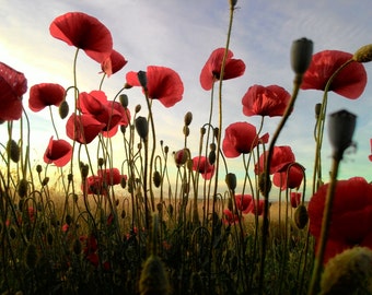 Poppies photo Home decor Wall decor Field photo Instant download Wild flowers photo Nature photo Sunset photo