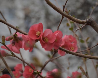 Flowers photo Wall decor Home decor Instant download Spring photo