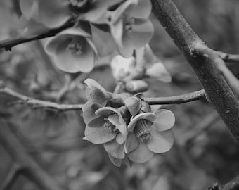 Flowers photo Wall decor Home decor Black and white photo Instant download Nature photo