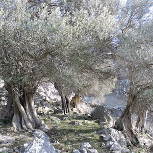 May include: A grove of olive trees with gnarled trunks and silvery-green foliage. The trees are set against a backdrop of rocky terrain and a bright sky. The image captures the natural beauty of an olive orchard.