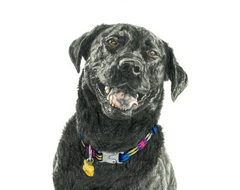 Könnte beinhalten: Ein schwarzer Labrador Retriever sitzt mit herausgestreckter Zunge und trägt ein buntes Halsband mit einem goldenen Anhänger. Der Hund schaut mit einem glücklichen Ausdruck in die Kamera.