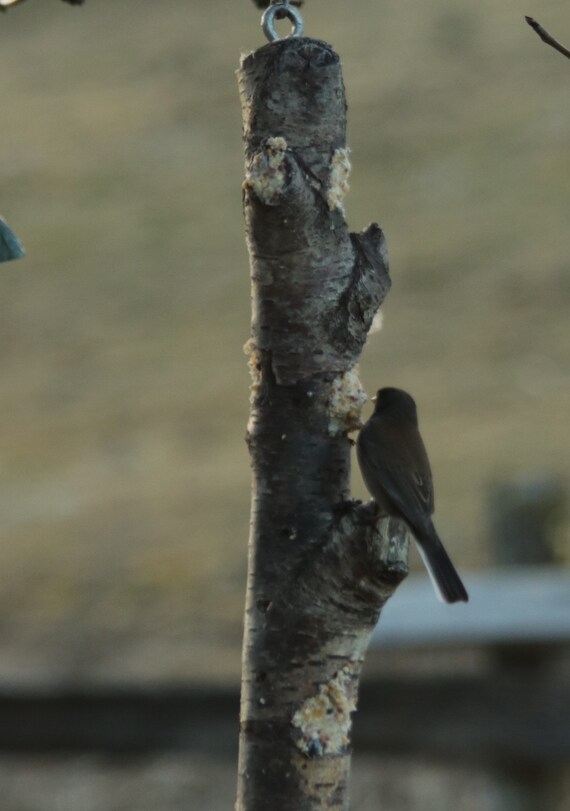 Natual Log Suet Bird Feeders Etsy