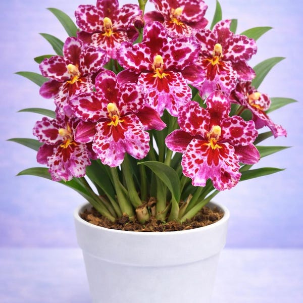 Wilsonara Orchid 'Pinkie' Fragrant Oncidium Live Plant