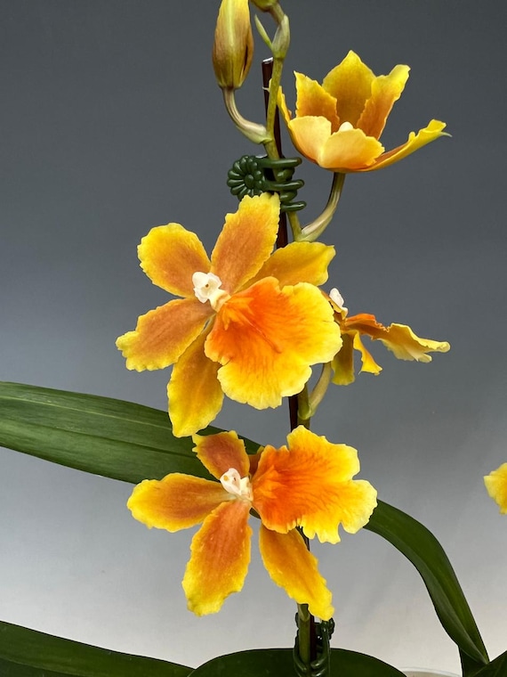 Oncidium Orchid Brazilian Sun Yellow Fragrant Flowers- Live Plant