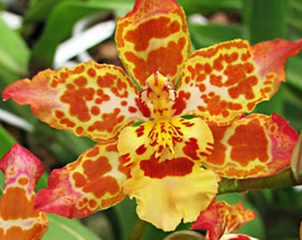 Wilsonara orchid Yellow Panache ‘Kenny Boy&quot;~Oncidium~Fragrant Orchid live plant