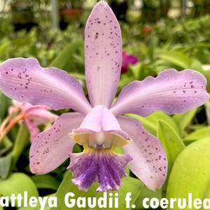 Rare cattleya Orchid Gaudii var coerulea &quot; 2 inch pot
