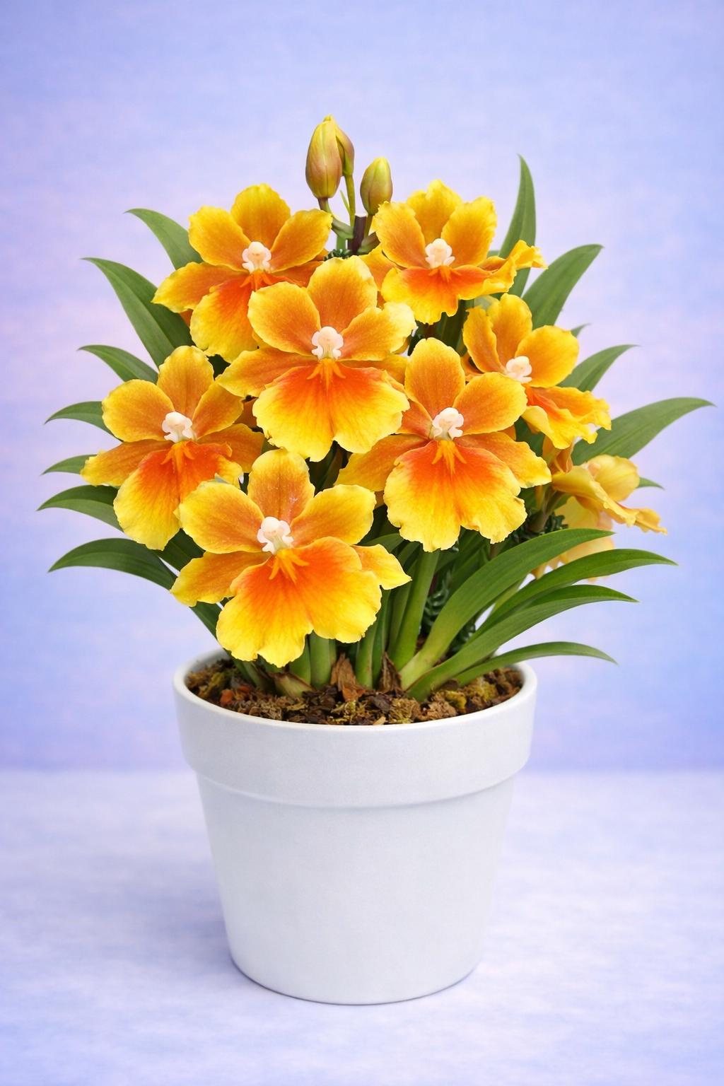 Oncidium Orchid Brazilian Sun Yellow Fragrant Flowers- Live Plant