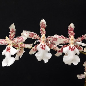 Fragrant Oncidium Orchid white Flowers~mature size Live  plant