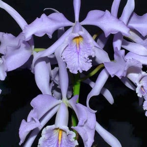 Rare cattleya Maxima coerulea&quot;gigi x angelo &quot; 2 inch pot