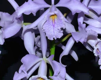 Rare cattleya Maxima coerulea"gigi x angelo " 2 inch pot
