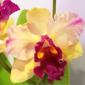 Cattleya orchid live plant~BLC toshie&#39;s magic doris  large plant~ Fragrant Flowers~potinara