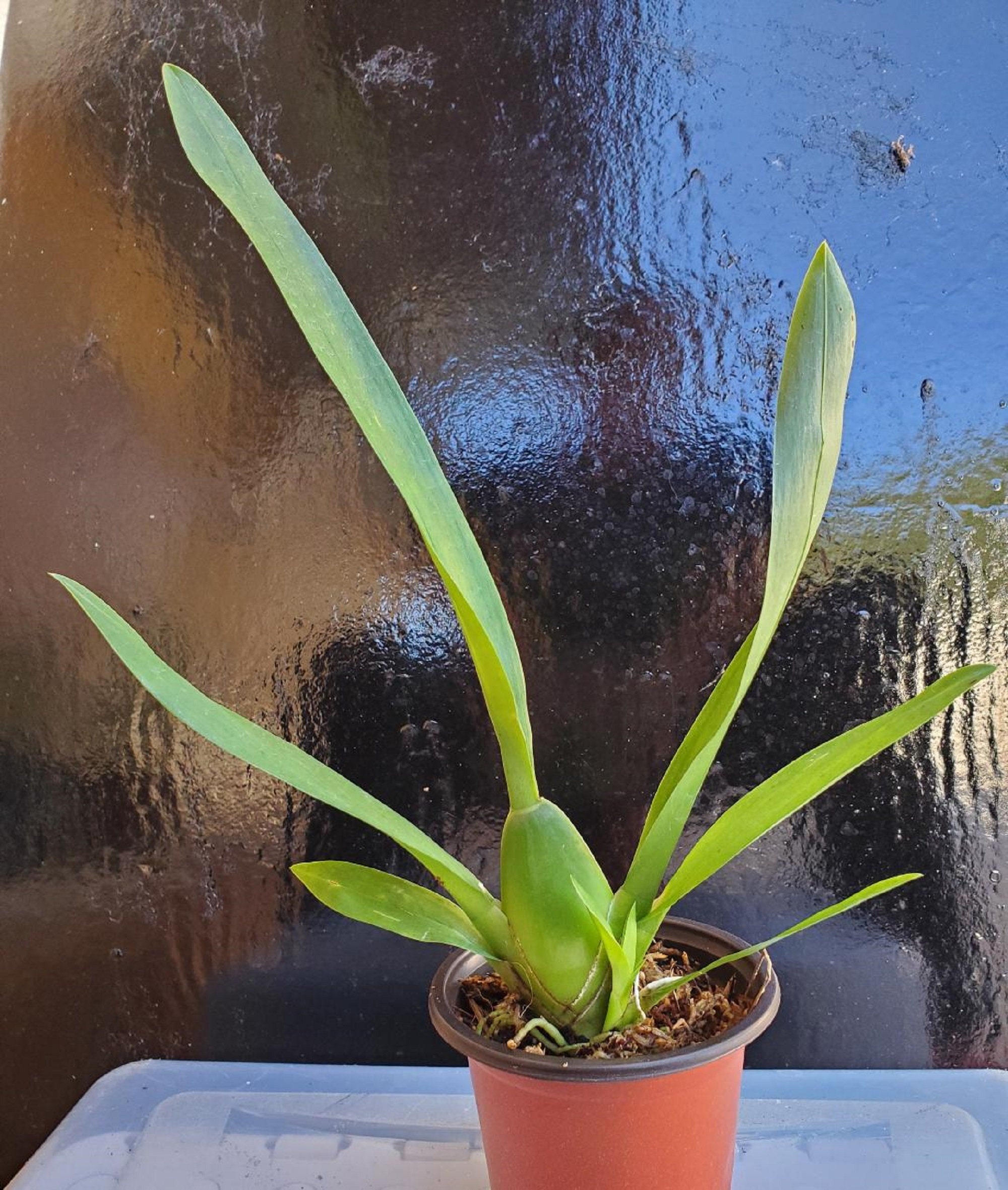 Orquídea Oncidium Wilsonara Red Stars ‘Rooster’ Tamaño de plántula: planta  viva