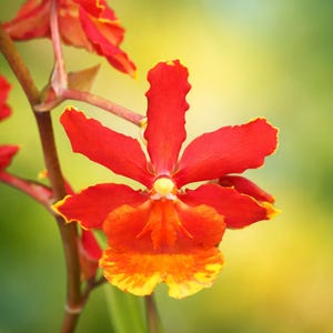 Wilsonara orchid Live plant~oncidium~Odcdm Sunny Daze Hilo Bay