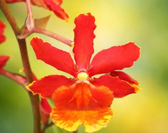 Wilsonara orchid Live plant~oncidium~Odcdm Sunny Daze Hilo Bay