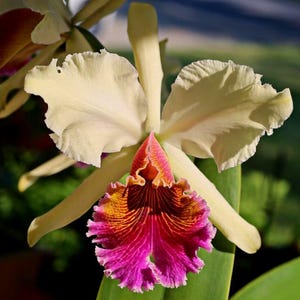 May include: A detailed image of a Cattleya orchid. The flower features large, off-white petals and sepals. The lip is a striking blend of magenta, orange, and yellow, with complex markings. The background is a soft, blurred green.