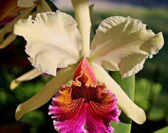 Rare cattleya Orchid Triumphas" 2 inch pot-C, rex x .Dowiana aurea