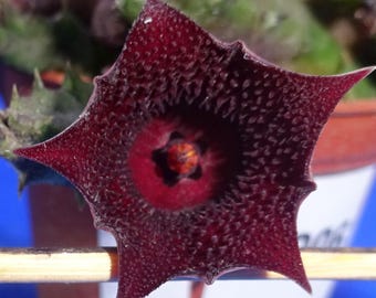 Huernia keniensis var nairobiensis succulente levende plant