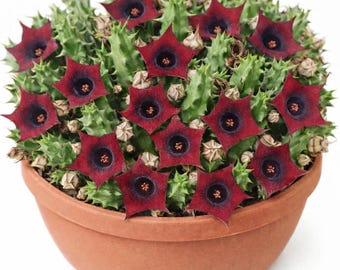 Huernia schneideriana levende plant snijden geworteld~Stapelia rode draak