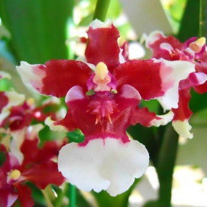 Oncidium Sharry baby &quot;Sweet fragrance&quot; chocolate Fragrant  orchid 4 inch pot